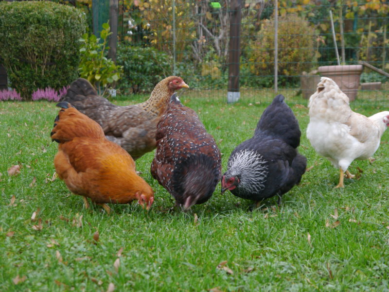 glückliche Zwerghühner im Garten, Hühner halten als Haustiere, Hühnerhaltung in Wohngebieten