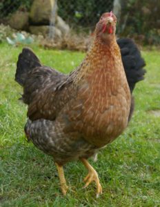 Kropfverstopfung, Probleme bei Zwerghühnern , Legenot, Hühnerhaltung