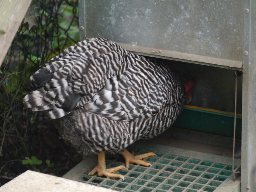 Huhn frisst am Geflügelfutterautomat Feedomatic, Futterautomat mit Trittplatte für Hühner