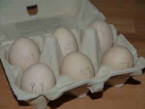 Hühnereier im Eierkarton, Aufbewahrung, Kühlschrank, Zwerghühner