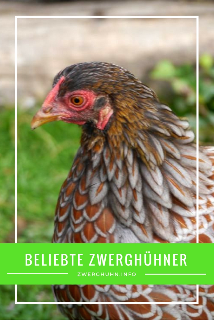 zwerghuhnrassen-von-a-z-im-berblick-zwerghuhn-info