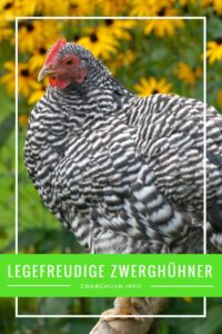 Zwerg-Amrock, legefreudige Zwerghuhnrasse, Zwerghühner, Hühnerrassen