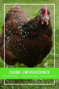Zahme Zwerghuhnrasse, Zwerg-Sussex, Zwerghühner, Hühnerrassen