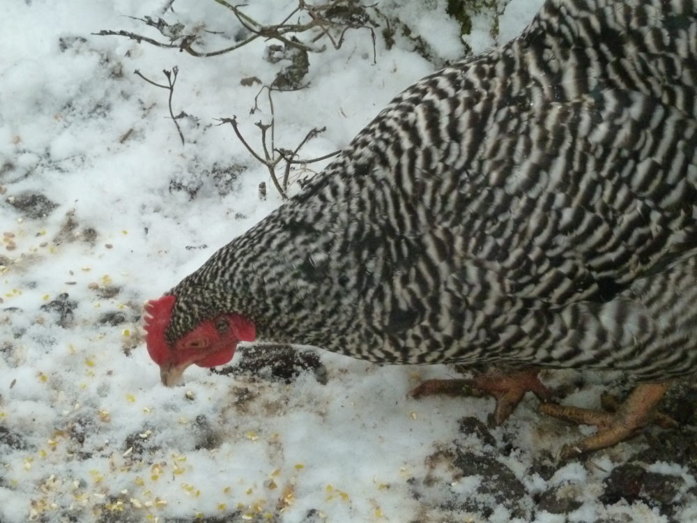 Hühnerhaltung im Winter, Zwerghuhn im Schnee, Tränke eisfrei