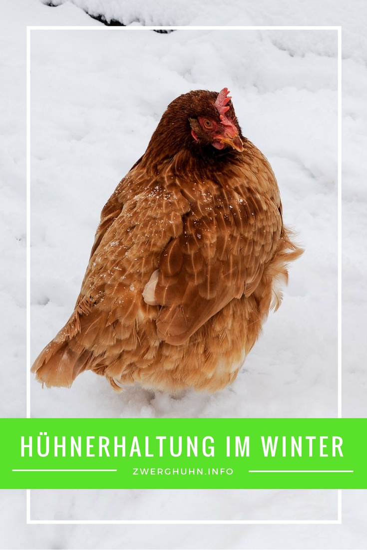 Hühner im Winter , Hühnerstall winterfest machen, Hühnerhaltung, Kälte, Hühnerstall heizen