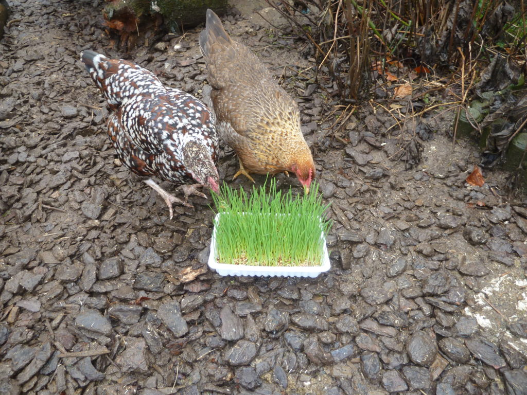 Weizengras für Hühner, frisches Gras für Zwerghühner selber ziehen, Leckerchen