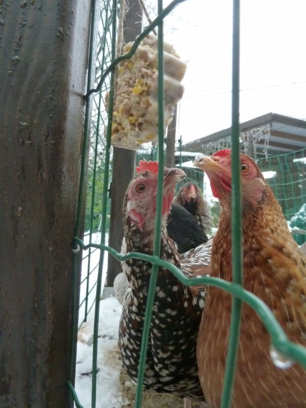 fertige Leckerchen für Hühner selbst gemacht