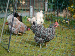 Hühnerzaun, Geflügelzaun für Hühner