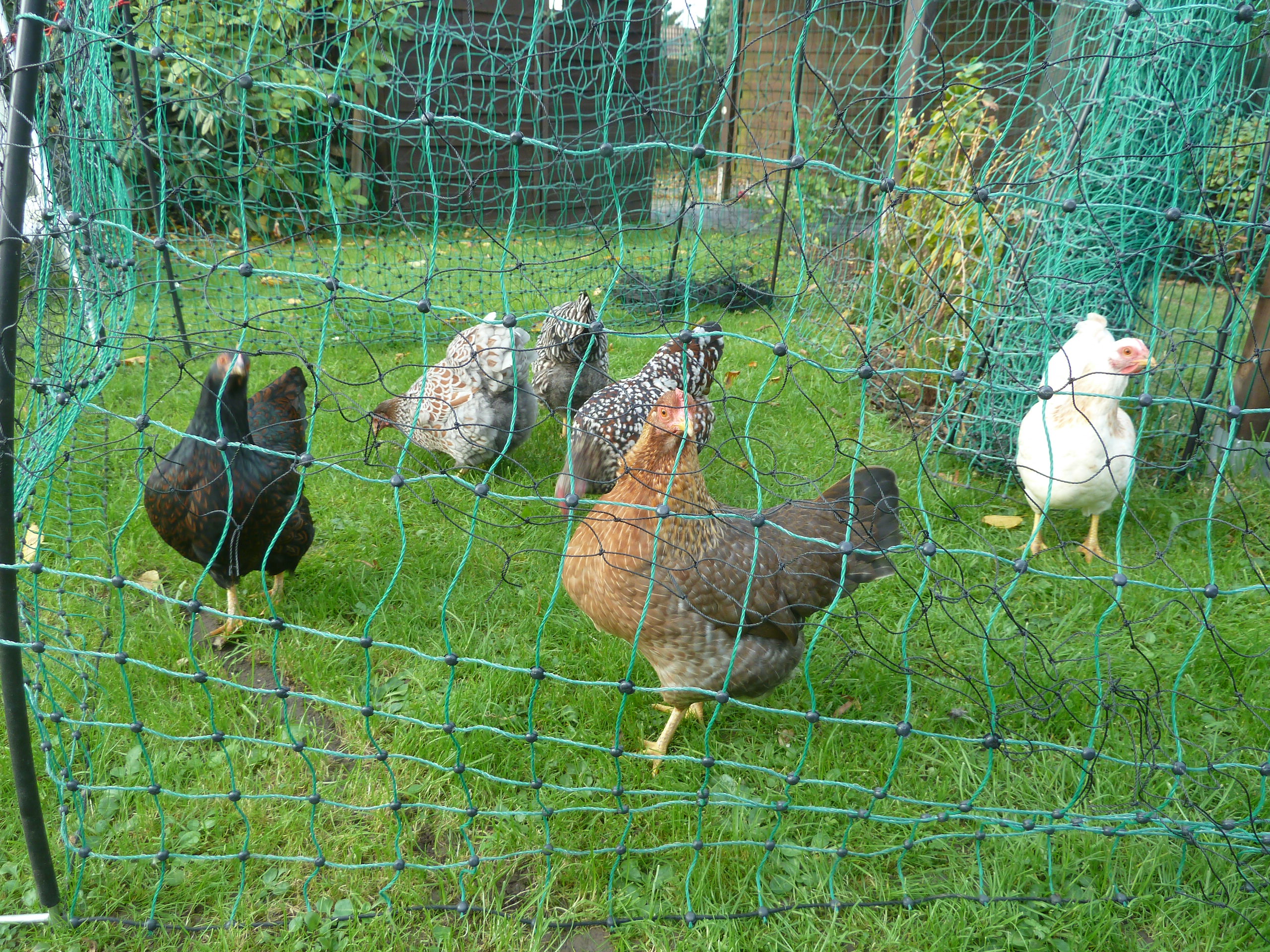 Geflügelzaun für Hühner, mobiler Hühnerzaun, Wechselauslauf