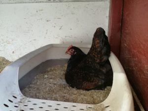 Huhn im Legenest legt Ei