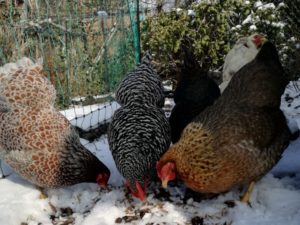 Legen Hühner auch im Winter Eier?